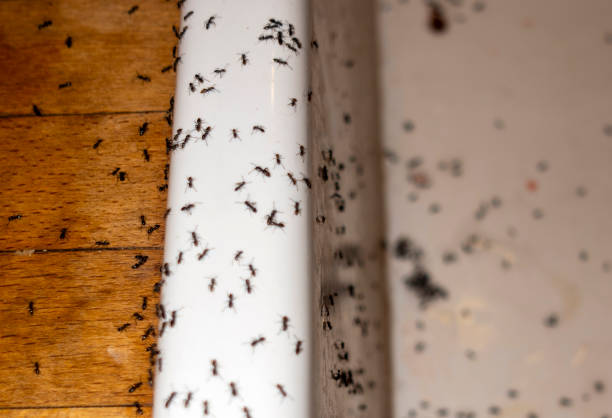 Best Affordable Pest Control Services  in Jackson, MS