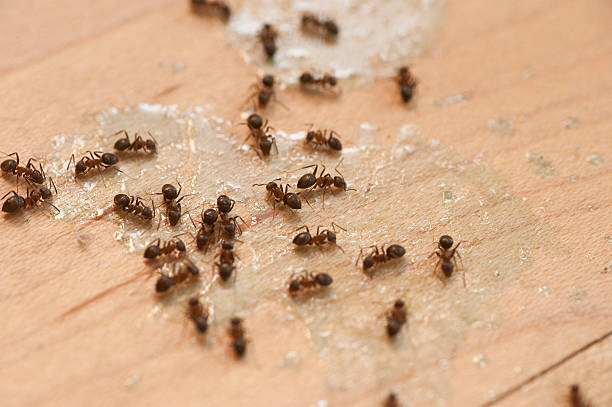 Best Ant Control Services  in Jackson, MS