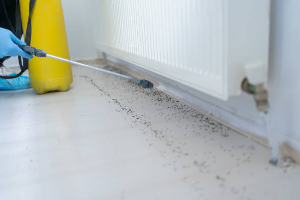 Best Rat Extermination Near Me  in Jackson, MS